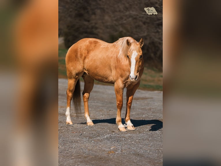 American Quarter Horse Giumenta 12 Anni 152 cm Palomino in Santa Fe