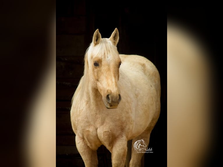 American Quarter Horse Giumenta 12 Anni 152 cm Palomino in Cody, WY