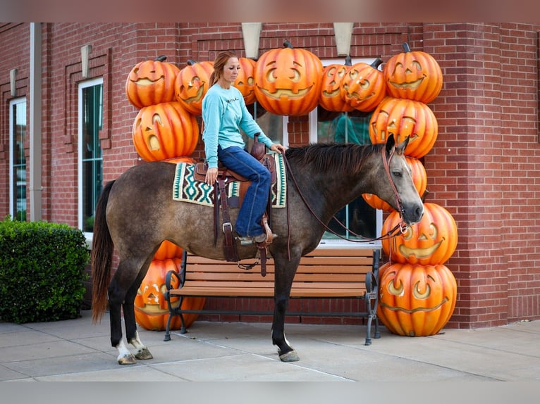 American Quarter Horse Giumenta 12 Anni 152 cm Pelle di daino in Forney