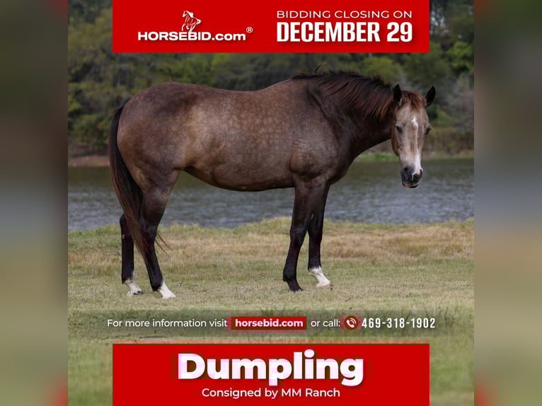 American Quarter Horse Giumenta 12 Anni 152 cm Pelle di daino in Forney