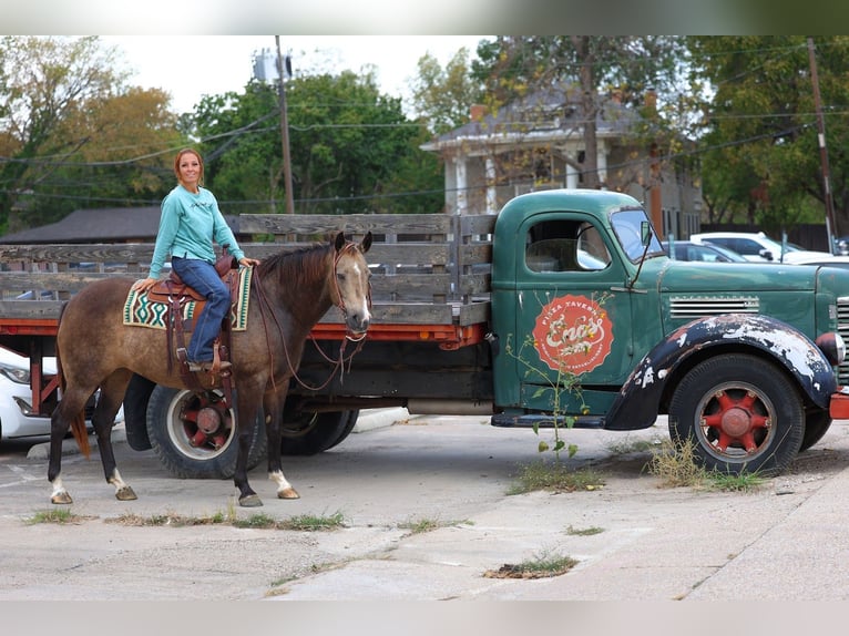 American Quarter Horse Giumenta 12 Anni 152 cm Pelle di daino in Forney