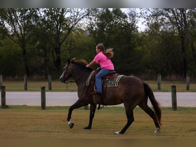 American Quarter Horse Giumenta 12 Anni 152 cm Pelle di daino in Forney