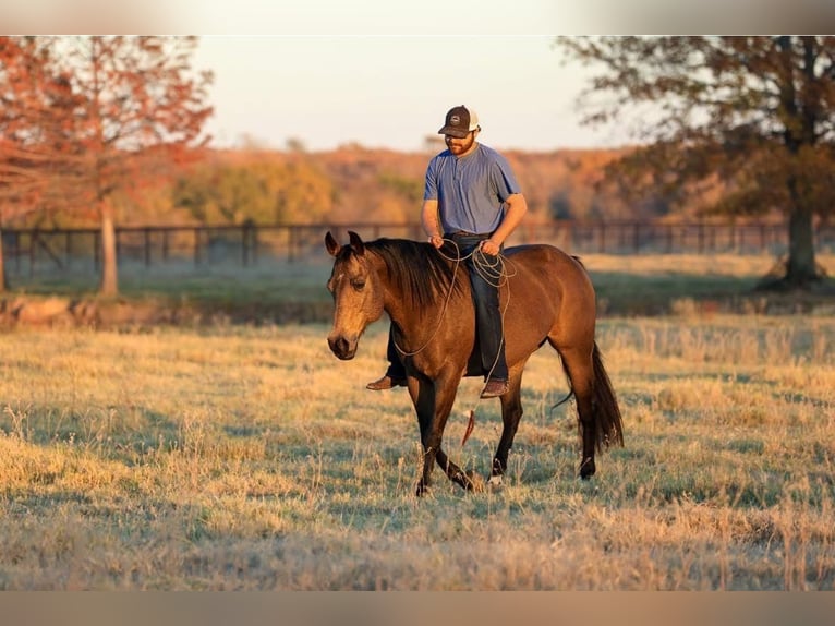 American Quarter Horse Giumenta 12 Anni 152 cm Pelle di daino in Carthage, TX