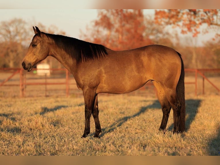 American Quarter Horse Giumenta 12 Anni 152 cm Pelle di daino in Carthage, TX