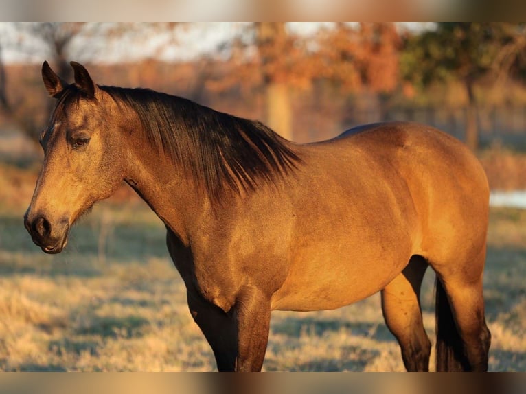 American Quarter Horse Giumenta 12 Anni 152 cm Pelle di daino in Carthage, TX