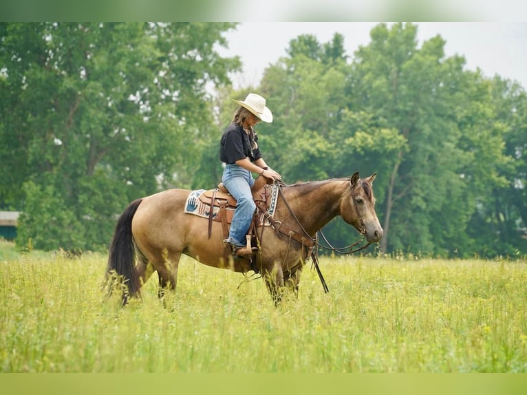 American Quarter Horse Giumenta 12 Anni 152 cm Pelle di daino in Valley Springs, SD