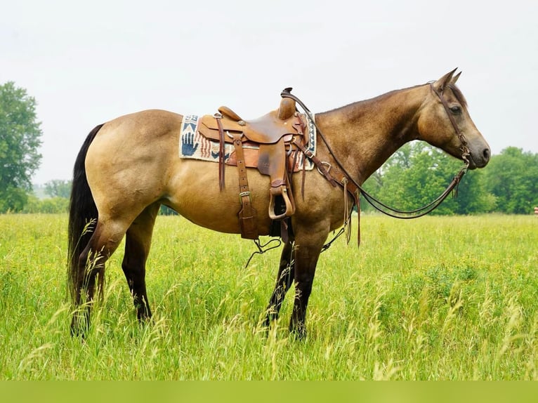 American Quarter Horse Giumenta 12 Anni 152 cm Pelle di daino in Valley Springs, SD