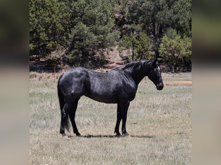American Quarter Horse Giumenta 12 Anni 152 cm Roano blu in Camp Verde, AZ