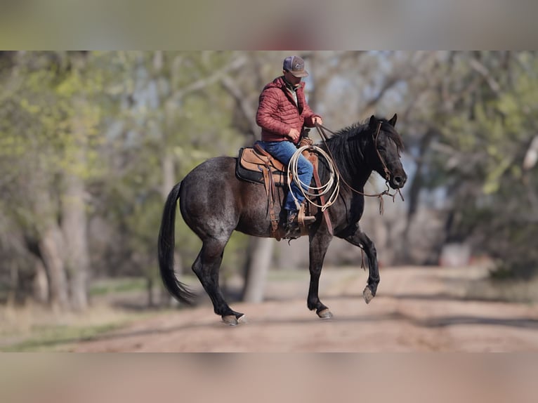 American Quarter Horse Giumenta 12 Anni 152 cm Roano blu in Canadian