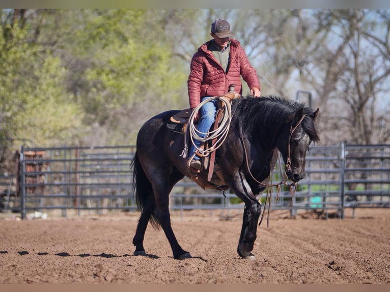 American Quarter Horse Giumenta 12 Anni 152 cm Roano blu in Canadian