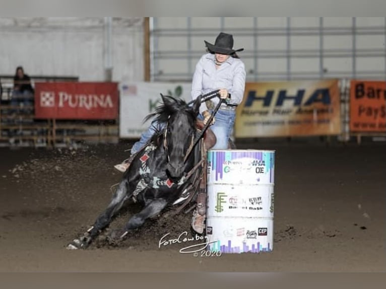 American Quarter Horse Giumenta 12 Anni 152 cm Roano blu in Canadian