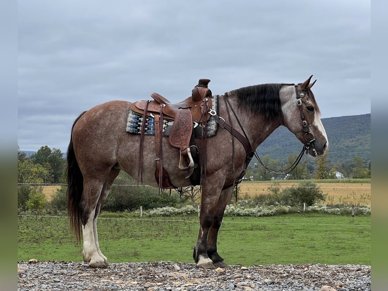 American Quarter Horse Mix Giumenta 12 Anni 152 cm Roano rosso in Allenwood, PA