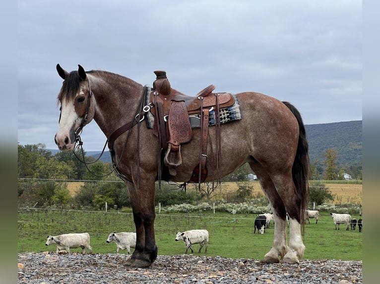 American Quarter Horse Mix Giumenta 12 Anni 152 cm Roano rosso in Allenwood, PA