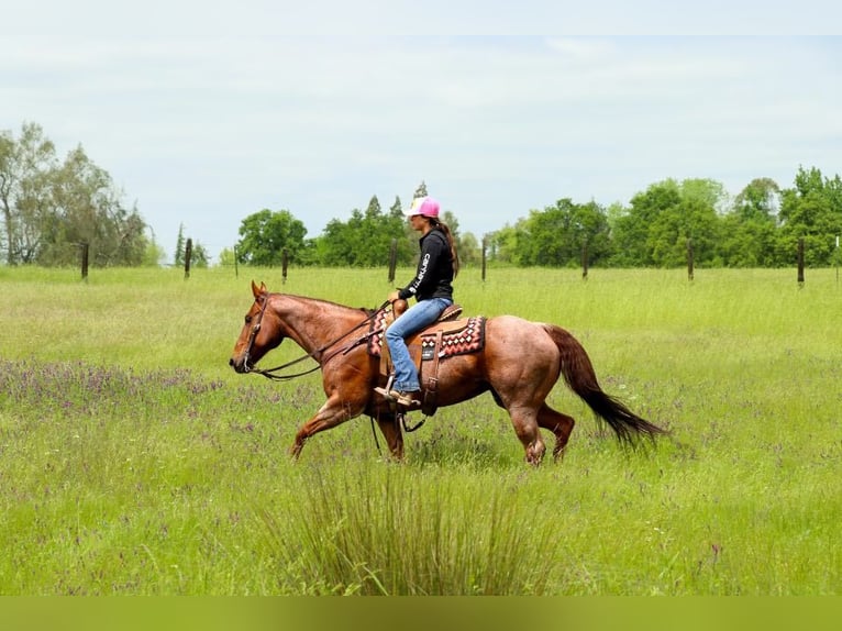 American Quarter Horse Giumenta 12 Anni 152 cm Roano rosso in Pleasant Grove CA