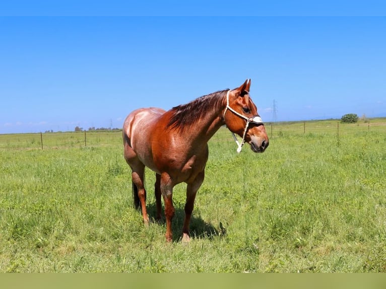 American Quarter Horse Giumenta 12 Anni 152 cm Roano rosso in Pleasant Grove CA