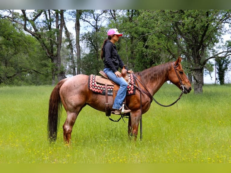 American Quarter Horse Giumenta 12 Anni 152 cm Roano rosso in Pleasant Grove CA