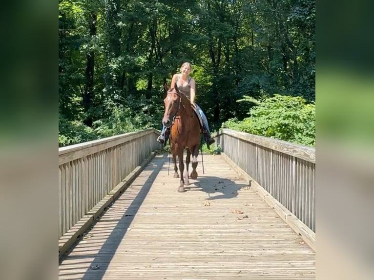 American Quarter Horse Giumenta 12 Anni 152 cm Sauro scuro in Granby, CT