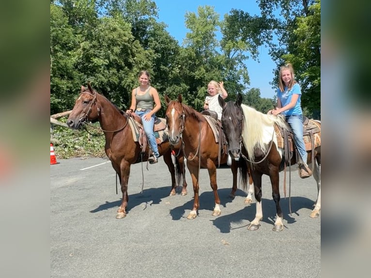 American Quarter Horse Giumenta 12 Anni 152 cm Sauro scuro in Granby, CT