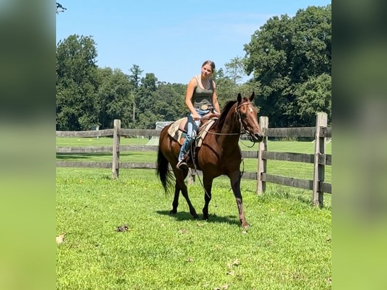 American Quarter Horse Giumenta 12 Anni 152 cm Sauro scuro in Granby, CT