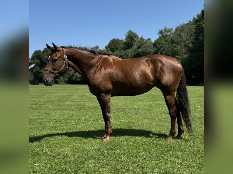 American Quarter Horse Giumenta 12 Anni 152 cm Sauro scuro in Granby, CT