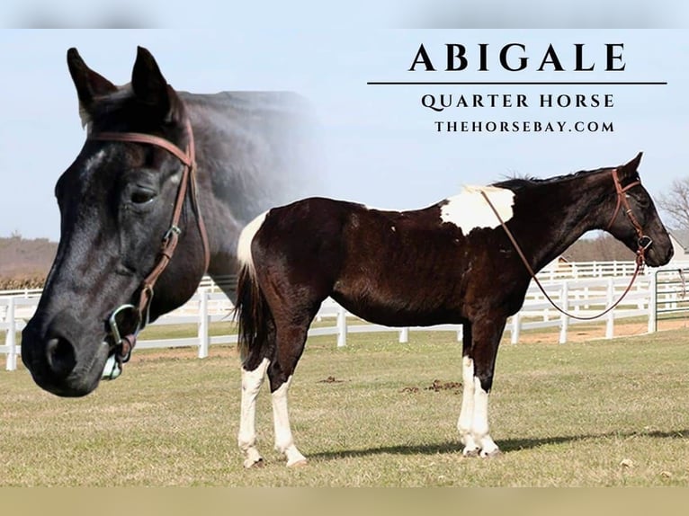 American Quarter Horse Giumenta 12 Anni 152 cm Tobiano-tutti i colori in Mckinney, TX