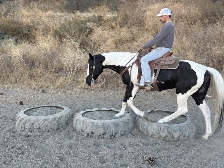 American Quarter Horse Giumenta 12 Anni 152 cm Tobiano-tutti i colori in Paicines CA