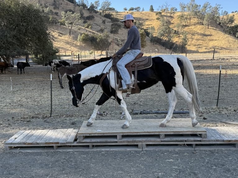 American Quarter Horse Giumenta 12 Anni 152 cm Tobiano-tutti i colori in Paicines CA