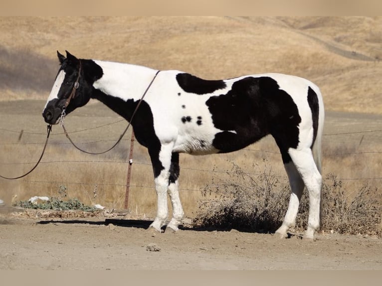 American Quarter Horse Giumenta 12 Anni 152 cm Tobiano-tutti i colori in Paicines CA