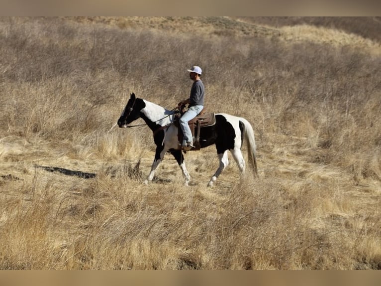 American Quarter Horse Giumenta 12 Anni 152 cm Tobiano-tutti i colori in Paicines CA