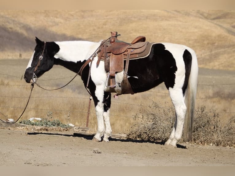 American Quarter Horse Giumenta 12 Anni 152 cm Tobiano-tutti i colori in Paicines CA