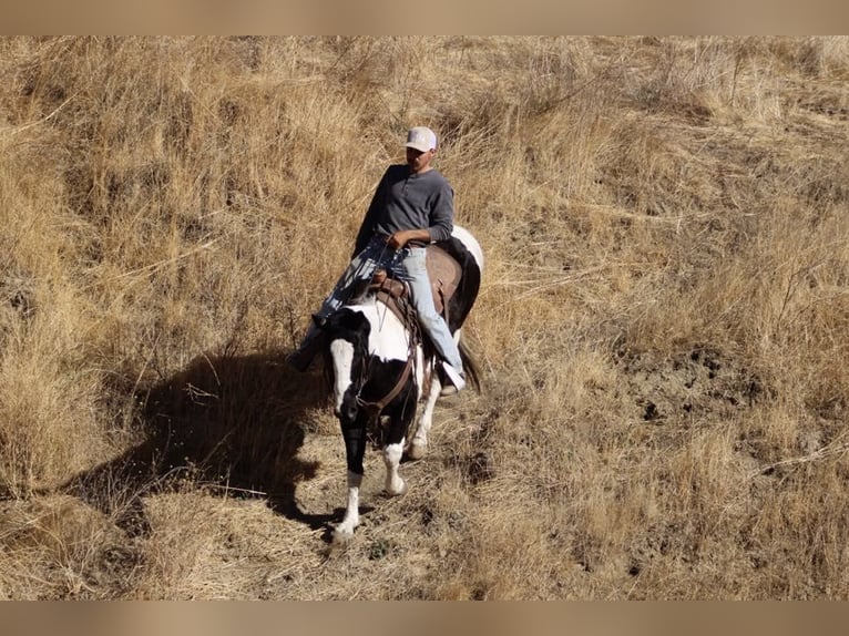 American Quarter Horse Giumenta 12 Anni 152 cm Tobiano-tutti i colori in Paicines CA