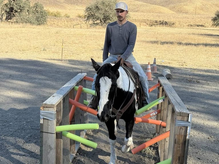 American Quarter Horse Giumenta 12 Anni 152 cm Tobiano-tutti i colori in Paicines CA