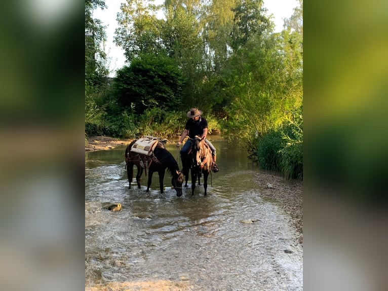 American Quarter Horse Giumenta 12 Anni 153 cm Morello in Balingen