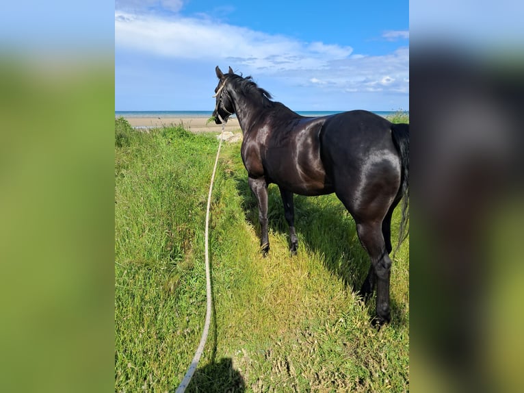 American Quarter Horse Giumenta 12 Anni 153 cm Morello in Balingen