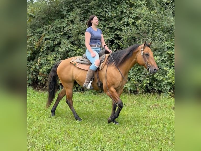 American Quarter Horse Giumenta 12 Anni 155 cm Falbo in Granby, CT