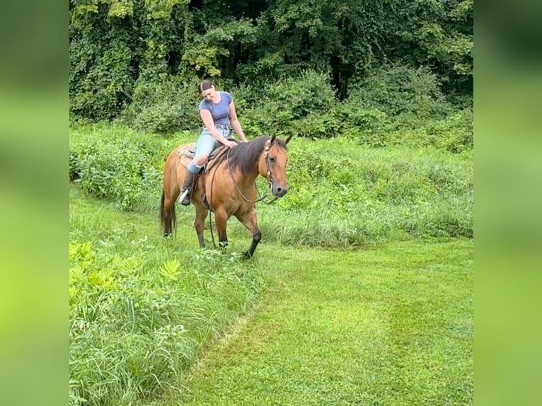 American Quarter Horse Giumenta 12 Anni 155 cm Falbo in Granby, CT