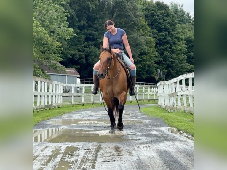 American Quarter Horse Giumenta 12 Anni 155 cm Falbo in Granby, CT