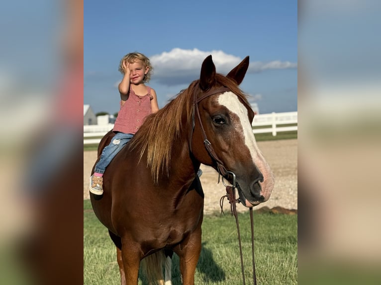 American Quarter Horse Giumenta 12 Anni 155 cm Sauro ciliegia in Whitesboro