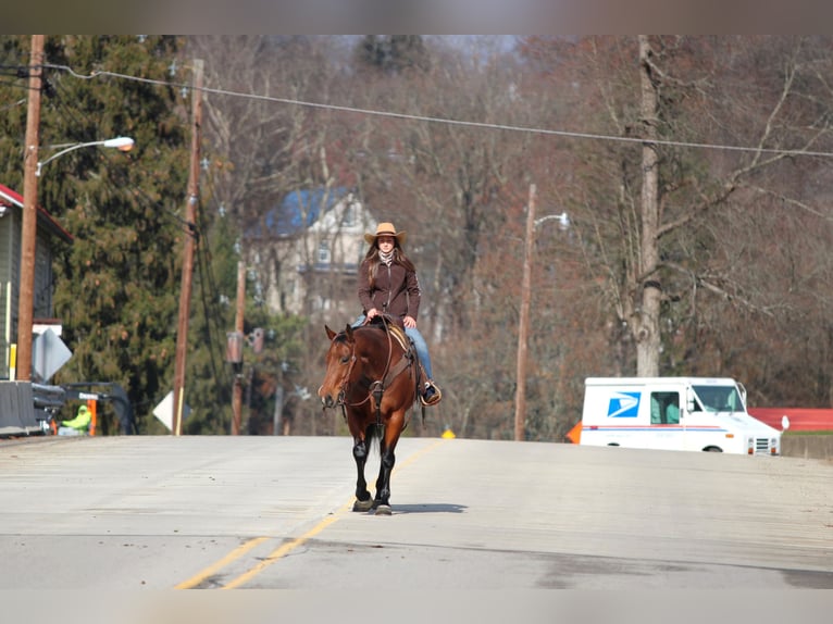 American Quarter Horse Giumenta 12 Anni 157 cm Baio ciliegia in Clarion