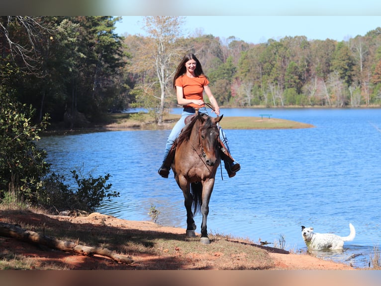 American Quarter Horse Giumenta 12 Anni 157 cm Baio roano in Clover