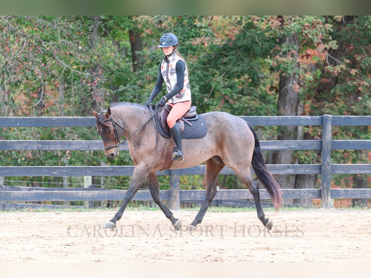 American Quarter Horse Giumenta 12 Anni 157 cm Baio roano in Clover