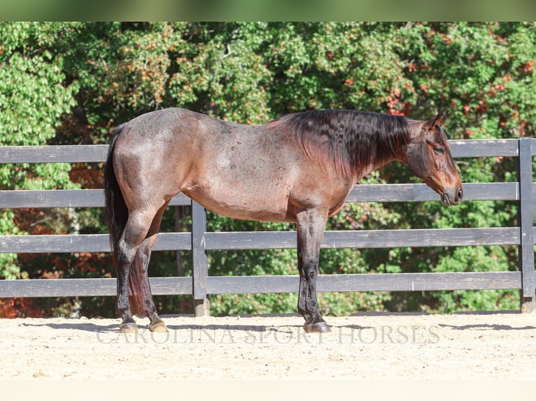 American Quarter Horse Giumenta 12 Anni 157 cm Baio roano in Clover