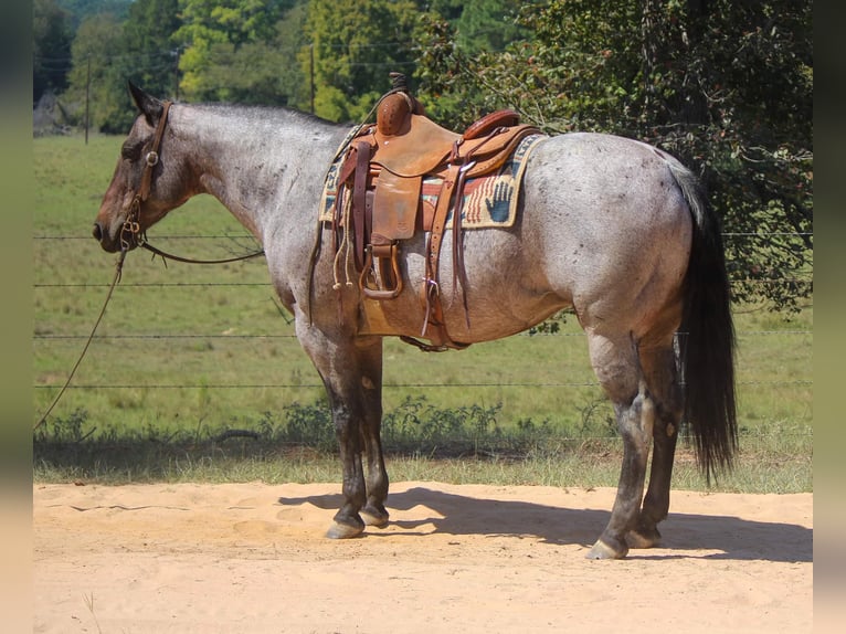 American Quarter Horse Giumenta 12 Anni 157 cm Baio roano in Rusk TX