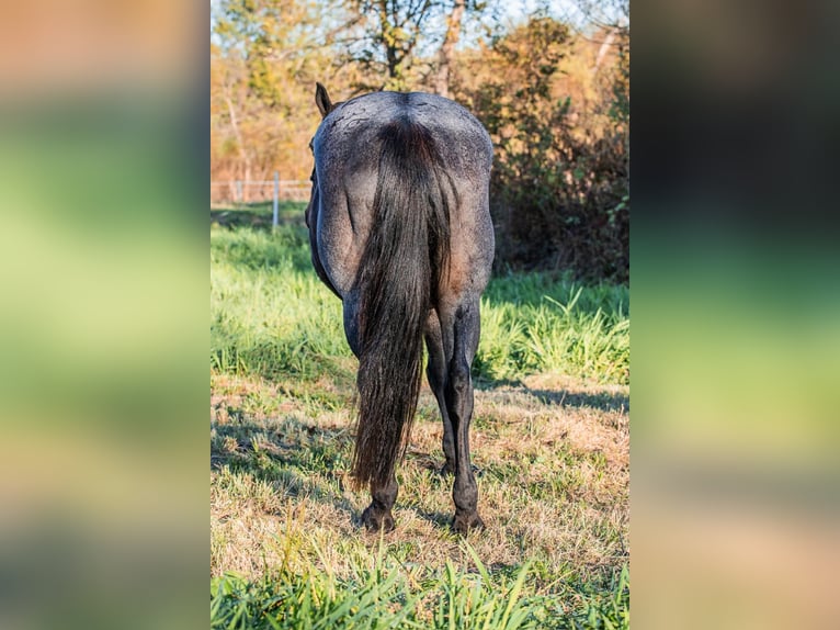 American Quarter Horse Giumenta 12 Anni 157 cm Baio roano in Spickard