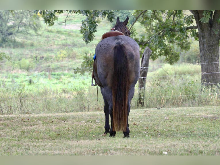 American Quarter Horse Giumenta 12 Anni 157 cm Baio roano in Spickard