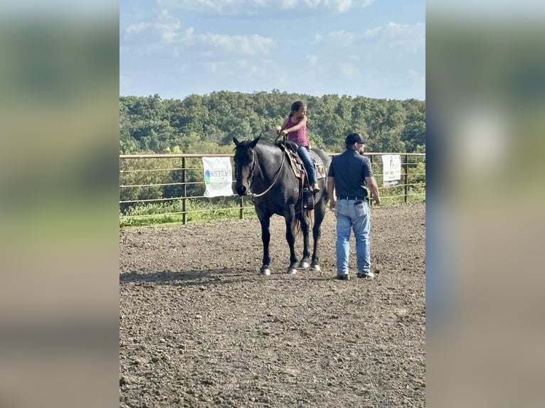 American Quarter Horse Giumenta 12 Anni 157 cm Baio roano in Spickard