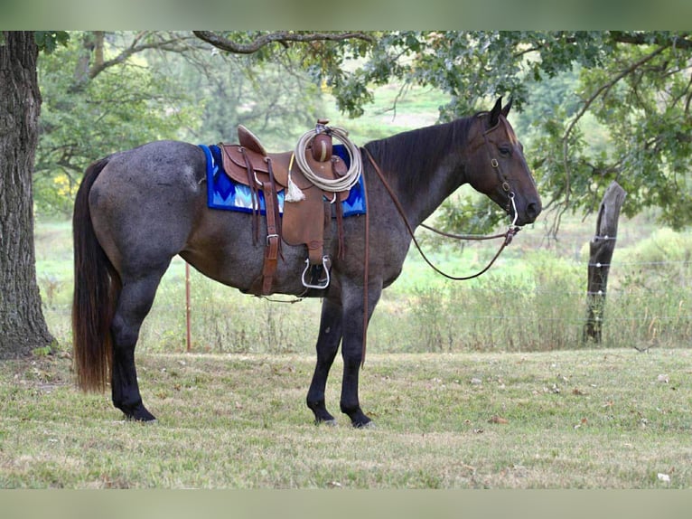 American Quarter Horse Giumenta 12 Anni 157 cm Baio roano in Spickard