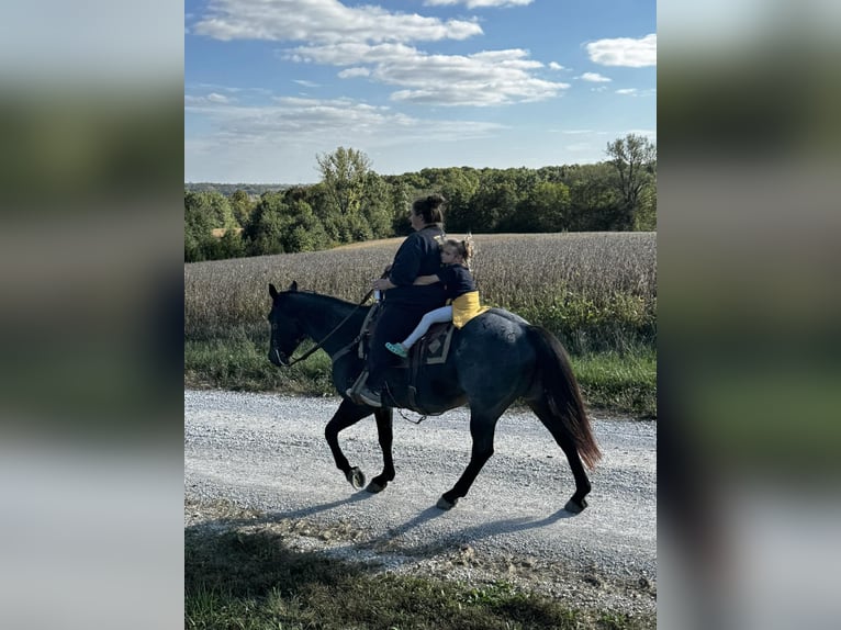 American Quarter Horse Giumenta 12 Anni 157 cm Baio roano in Spickard