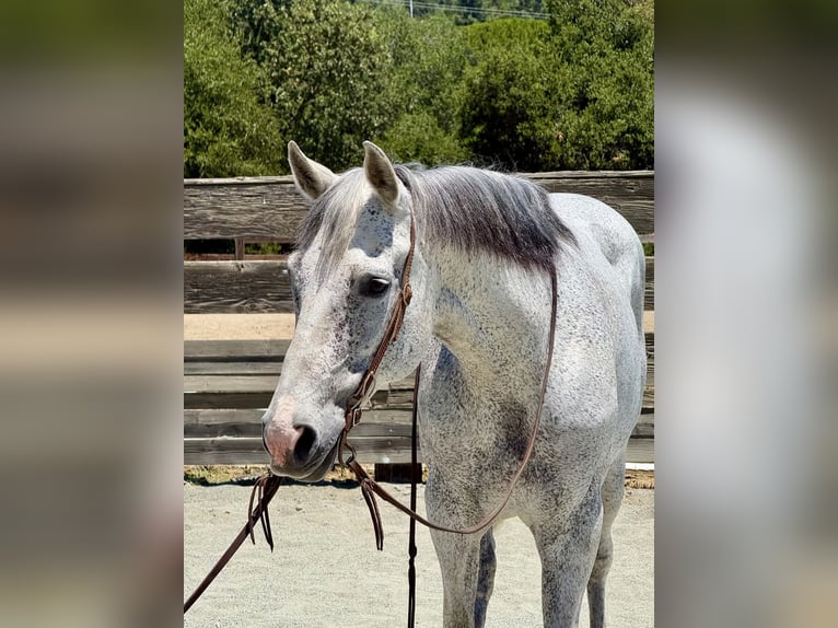 American Quarter Horse Giumenta 12 Anni 157 cm Grigio in King City