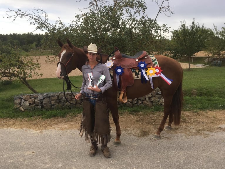 American Quarter Horse Giumenta 12 Anni 158 cm Sauro scuro in Newel